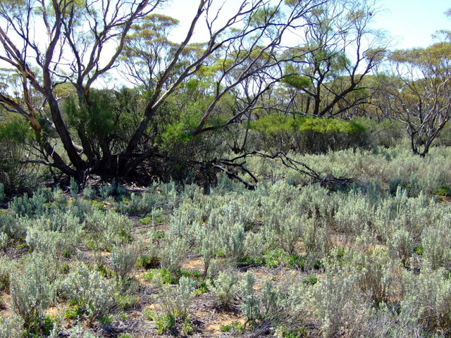 Looking North from the Confluence