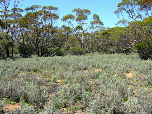 Looking East from the Confluence