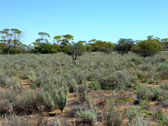 Looking West from the Confluence