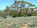 #3: Looking South from the Confluence