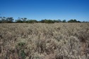 #2: View West (towards the railroad tracks, about 90 m away)