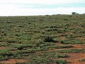 #4: Looking East from the Confluence