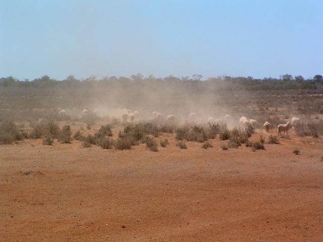 The only sign of life amidst the dust