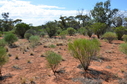 #4: Looking North from the Confluence