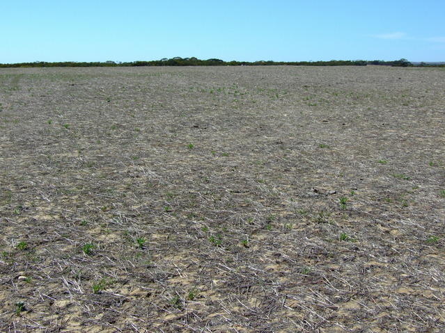 Looking West from the Confluence