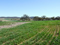 #5: Looking West from the Confluence