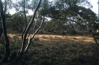 #1: View to the east showing open scrub.