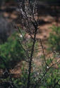 #4: Dew on spider web on dead bush.