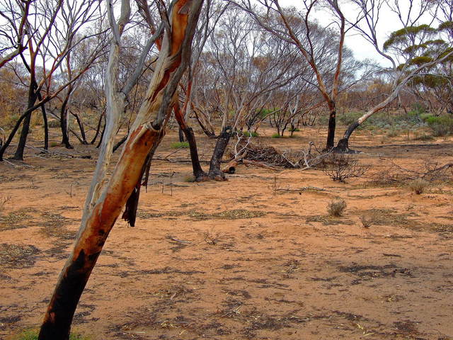 Looking South from the Confluence