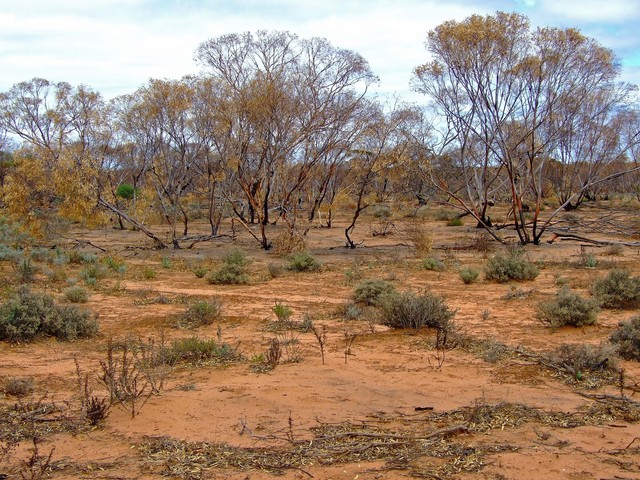 Looking West from the Confluence