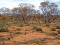 #5: Looking West from the Confluence