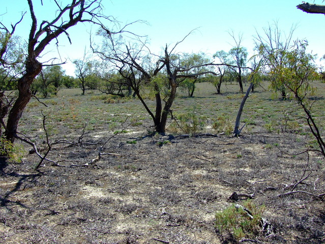 Looking North from the Confluence