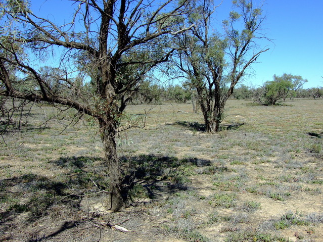 Looking South from the Confluence