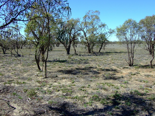 Looking East from the Confluence