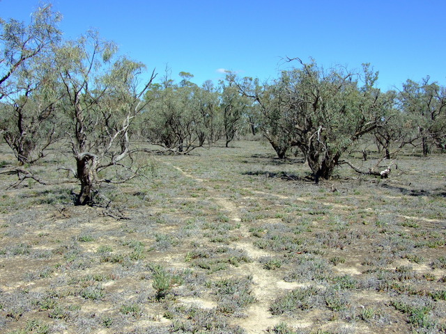 Tracks leading to within 60 metres of the Confluence on Hypurna Island