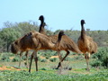 #12: Wild Emus near the Customs House