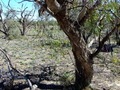 #5: Looking West from the Confluence