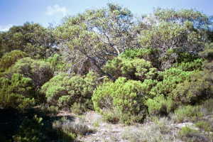 #1: A view from the confluence point (according to my GPS receiver)