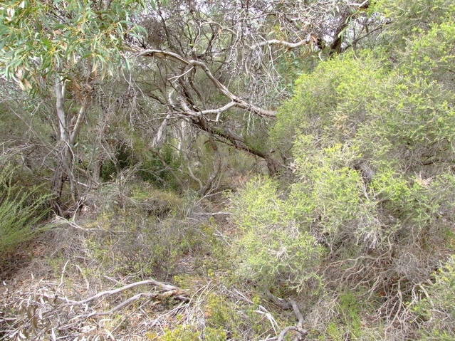 Looking East from the Confluence