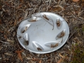 #9: Wheel Trim at Confluence left by a Confluence Hunter