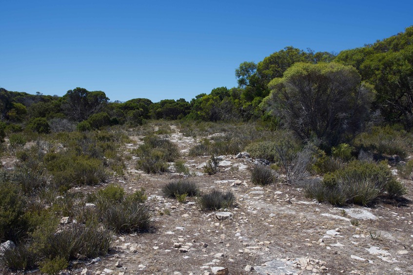 Looking towards the point along the old road bed, 64 m away