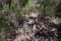 #5: The confluence point lies in scrub near an old road bed