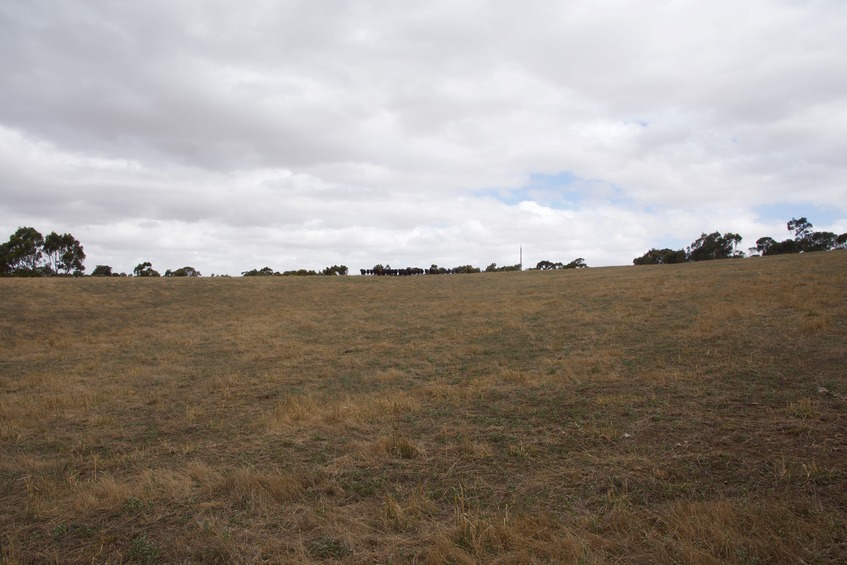 View South (towards a herd of cattle, watching me)