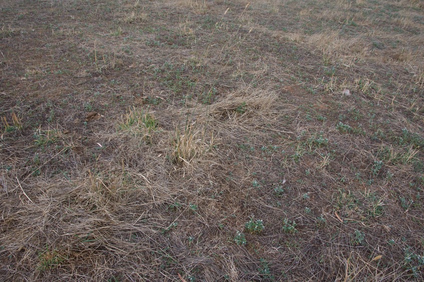 The confluence point lies in a farm - currently used for grazing cattle