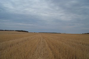 #1: Looking West towards the access road