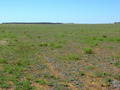 #4: Looking East from the Confluence