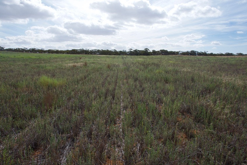 View West (towards a road, 300 m away)