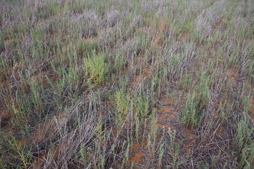 The confluence point lies in a (currently fallow) farm field