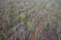 #5: The confluence point lies in a (currently fallow) farm field