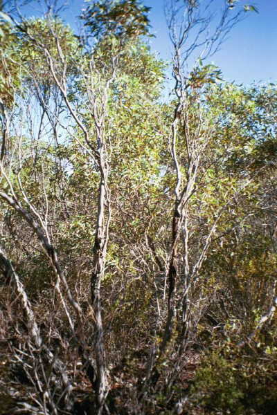 Looking upwards from the confluence point