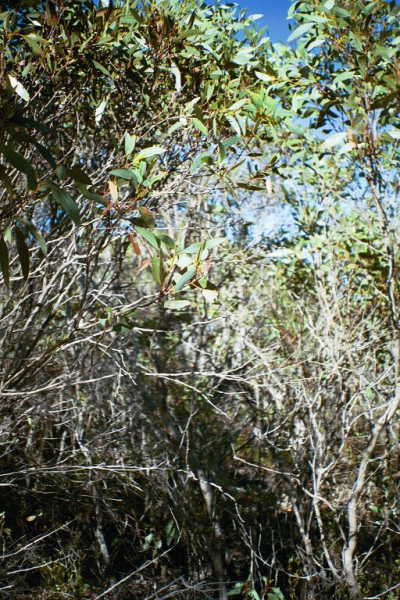 A view of the thick bush at the confluence point