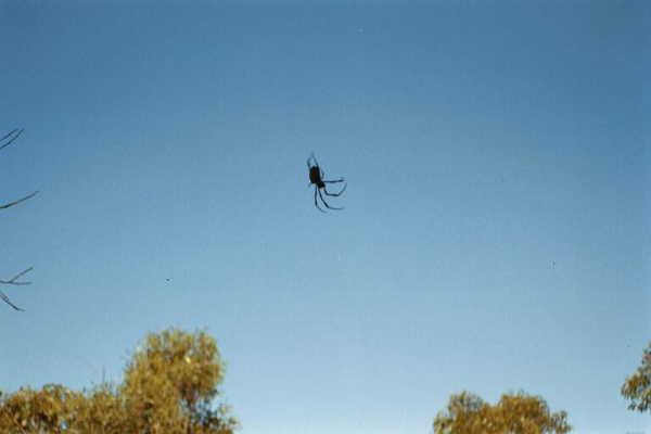 A large spider seen while walking back from the confluence