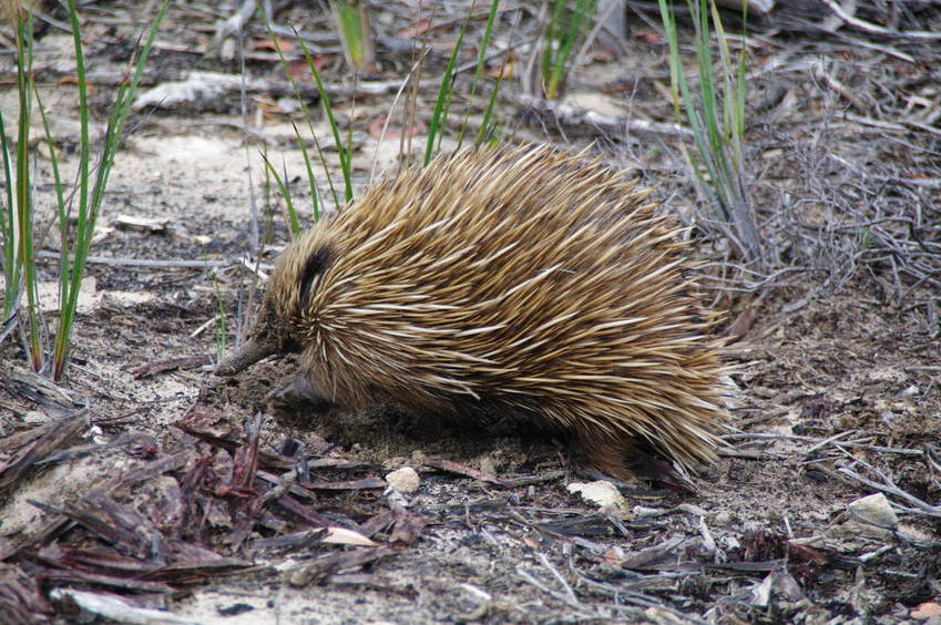 Echidna on the Douglas Hill Bdry Trk