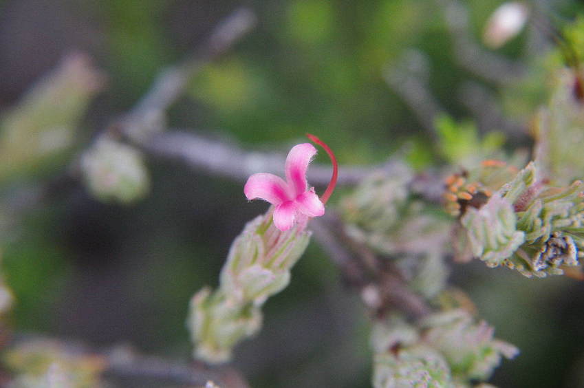 Wildflowers on the track