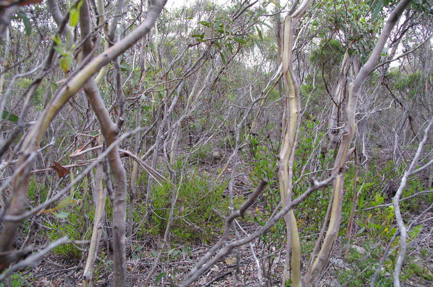 Looking North from the Confluence