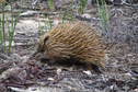 #12: Echidna on the Douglas Hill Bdry Trk