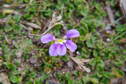 #13: Wildflowers on the track