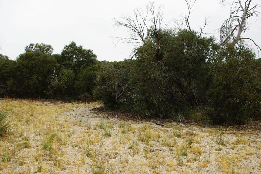 Looking South from the Confluence