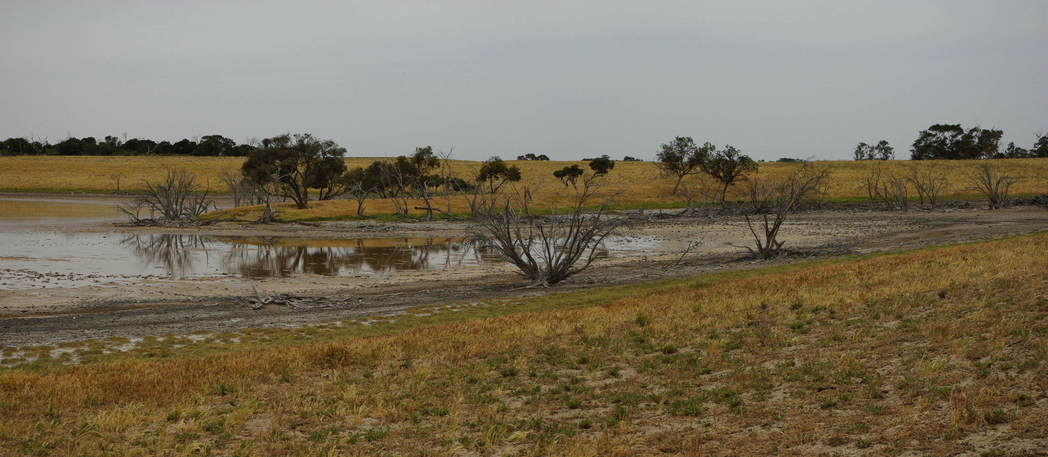 Dying Trees and a drying up an salty lake