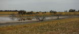 #8: Dying Trees and a drying up an salty lake