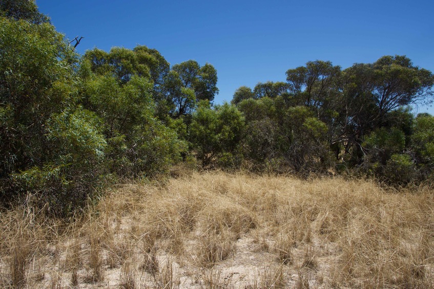 View West (towards the vegetation-covered sand dune)