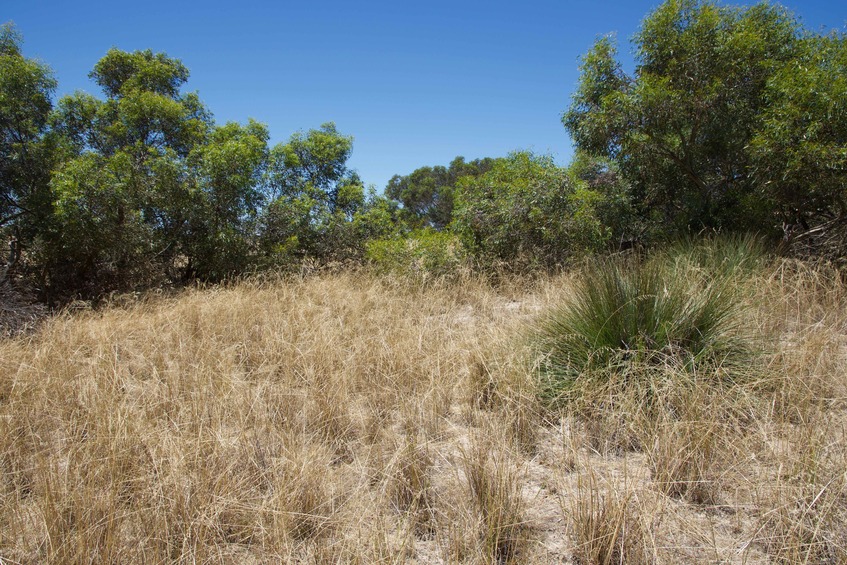 View East (towards the vegetation-covered sand dune)