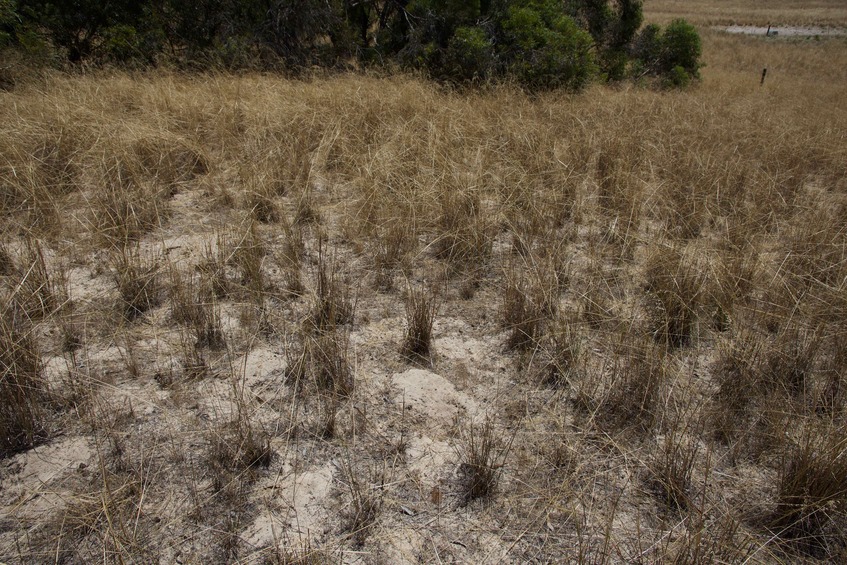 The confluence point lies on a sheep farm, at the northern edge of a vegetation-covered sand dune