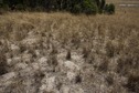 #5: The confluence point lies on a sheep farm, at the northern edge of a vegetation-covered sand dune