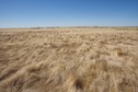 #3: The confluence point lies in a flat, grassy field, used for grazing sheep.  (This is also a view to the North.)