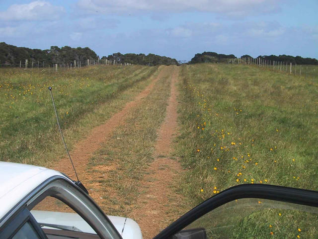 This is the laneway up the centre of John and Helen Lynch's farm.